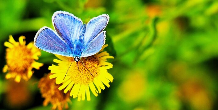 Blue butterfly with open wings and a yellow flower in the meadow with green background, insects and flower background