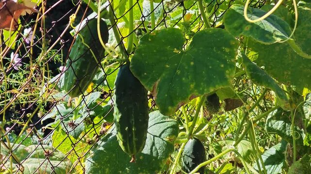 Sunlit cucumber leaf with visible veins and yellow spots