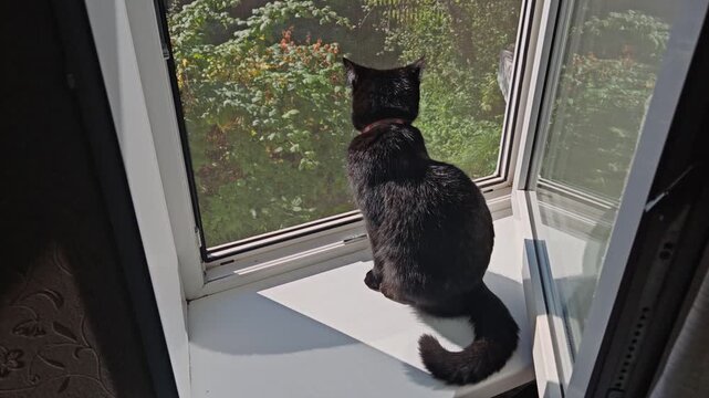 Black cat watching outdoors from a bright window corner