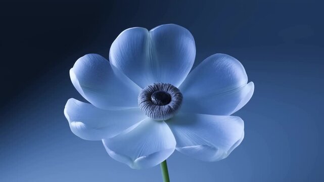 White garlic bulb on green stem against blue background in closeup still life