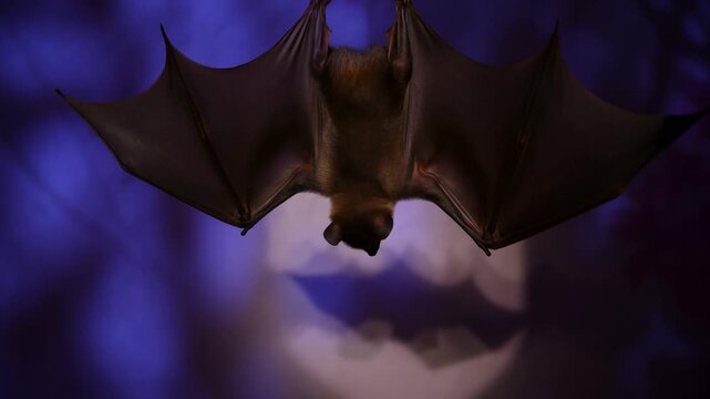Fruit Bat Hanging Upside Down and Chewing in Nocturnal Enclosure