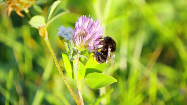 A large fuzzy bumblebee gathers nectar and pollinates a blooming pink clover blossom in a sunny summer meadow.