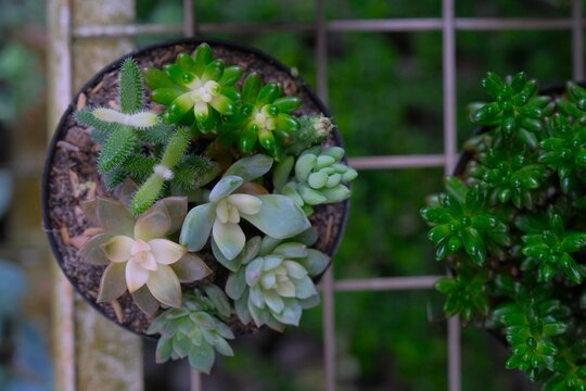 Close up Assorted mini succulents and cacti species growing together in a decorative ceramic pot for modern home decor, close-up view