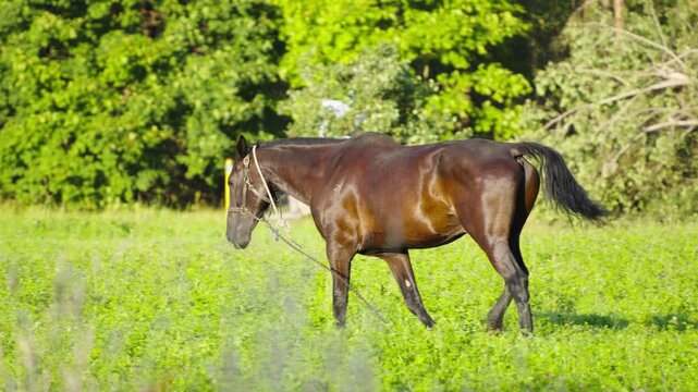 A dark brown horse wearing a halter walks across a vibrant green field against a forest backdrop in bright sunlight.