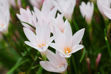 Fototapeta premium Zephyranthes candida タマスダレ（玉簾）