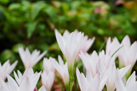 Zephyranthes candida　タマスダレ（玉簾）
