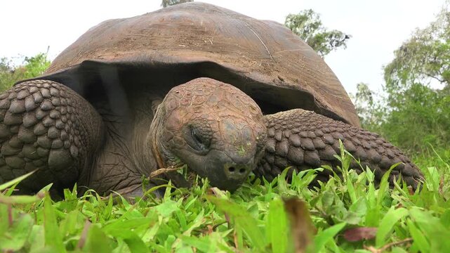 Giant tortoise grazing on lush green grass in natural Galapagos habitat.