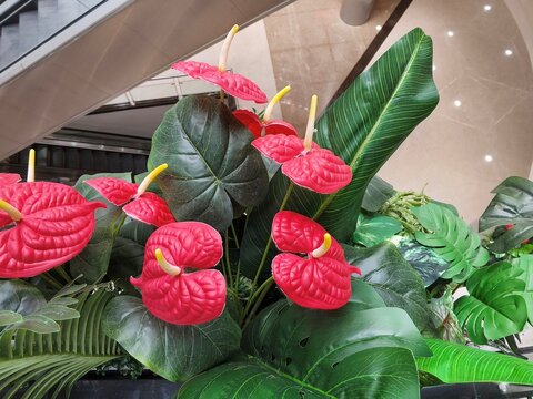 A close‑up of radiant red anthurium flowers with glossy, heart‑shaped spathes and vivid yellow spadices, framed by lush tropical foliage. Their bold contrast against deep green leaves
