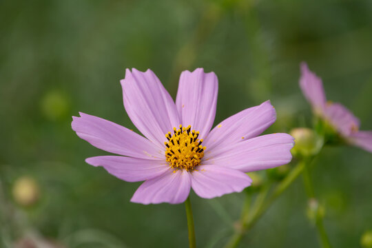 Close Up Single Pink Cosmos Flower Blooming in Soft Autumn Sunlight with Copy Space