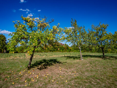 Reife &Auml;pfel am Apfelbaum