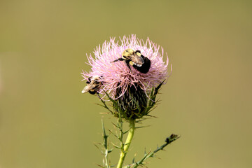 Back view of a bumblebee gathering nectar from a bull thistle flower on a summer day on an Iowa prairie.  © Katie