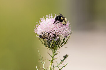 Side view of a bumblebee gathering nectar from a bull thistle flower on a summer day on an Iowa prairie.  © Katie