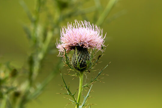 Closeup photo of a light purple bull thistle flower blooming in the prairie on a summer day, isolated on a blurred green background. 