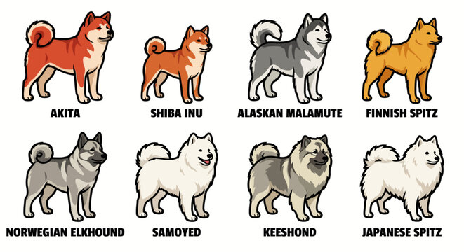 Set of Spitz Dog Breeds Cartoon Illustrations with Names