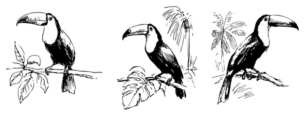 Fototapeta premium Toucan birds perched on tree branches in detailed sketch style