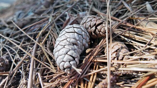 Pale pine cones rest among dry fallen needles scattered across the sunlit autumn forest ground.