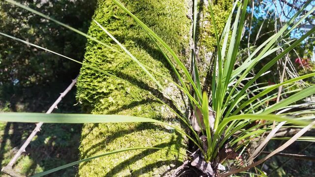 Sharp yucca leaves fan out against a thick moss-covered tree trunk in forest sunlight.
