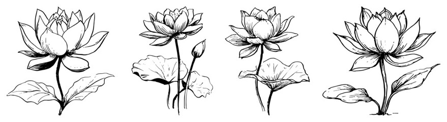 Obraz premium Blooming lotus flowers with water lily leaves in line art sketch style