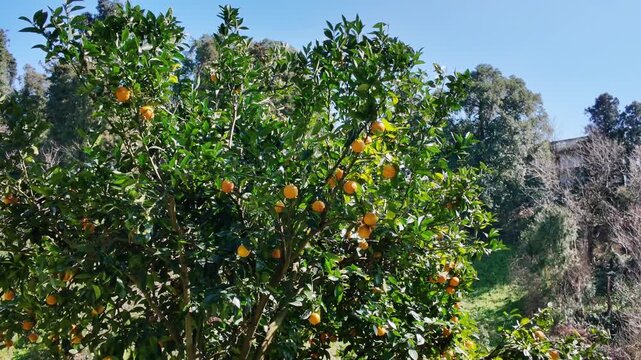 Ripe orange fruits hang among green leaves on a tall citrus tree under blue sky.