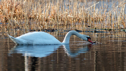 swan in the lake © lazalnik