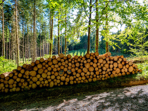Markierte und abholbereite Baumst&auml;mme im Wald