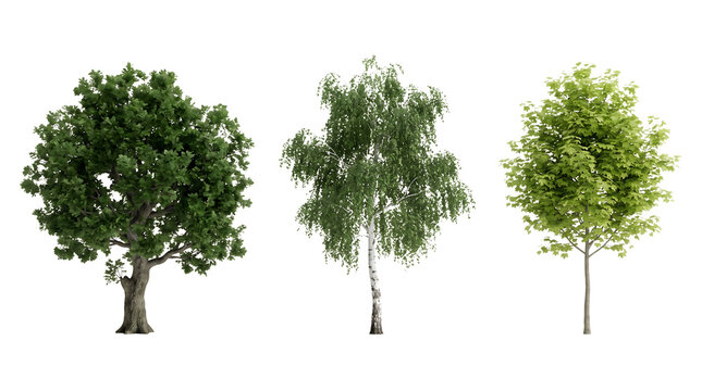 Collection of three diverse green trees with lush foliage as PNG asset
