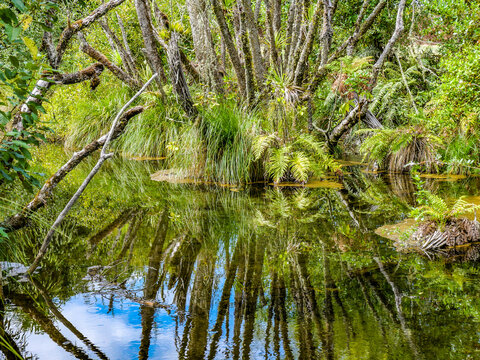 crystal clear waters of Hamurana Springs, Rotorua, New Zealand, surrounded by native forest