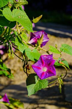 Close-up of vibrant purple morning glory flowers and green heart-shaped leaves growing on a vine under bright direct sunlight