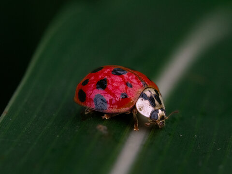 coccinella