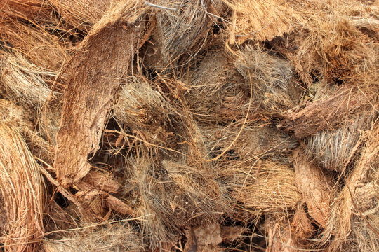 Dry, fibrous coconut husk revealing strands of coarse coir; ideal for depicting organic textures, agriculture, or eco-friendly materials rich in benefits and utility.