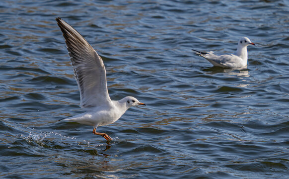 Black-Headed Gulls in Dynamic Low Flight Over choppy Blue Water Surface.