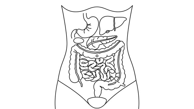 Human digestive system white background.