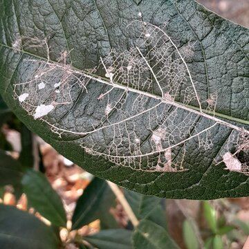spider web with dew drops