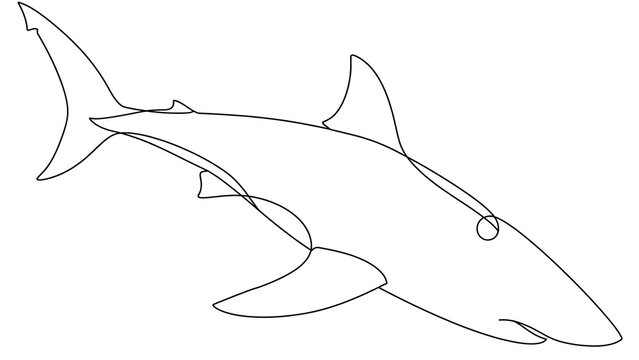 Shark white background.
