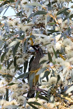 Red Wattlebird (Lichenostomus chrysops) feeding on eucalyptus nectar,  South Australia