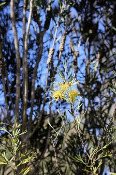 Grevillea Lemon Supreme in flower against eucalyptus tree background, South Australia