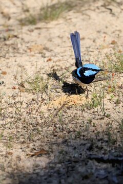Male Superb Fairy-wren (Malurus cyaneus) searching for insects on the ground, South Australia 