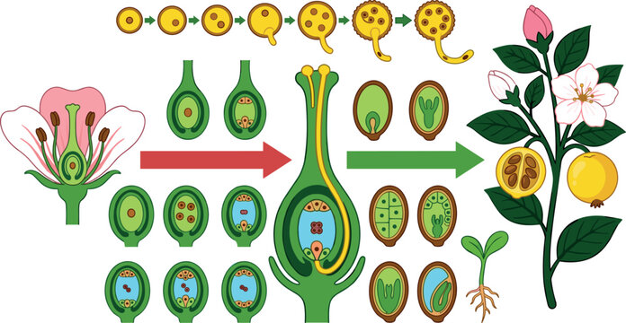 Angiosperm Double Fertilization Plant Life Cycle Diagram Vector Illustration with Pollen Germination Ovule and Seed Development for Biology Education Designs