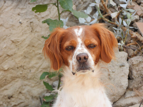 Spaniel breton