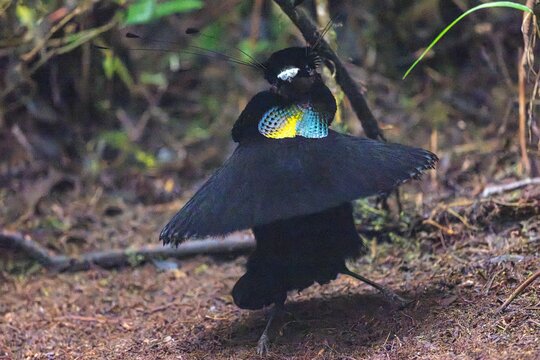 Lawes's Parotia Male's Display
