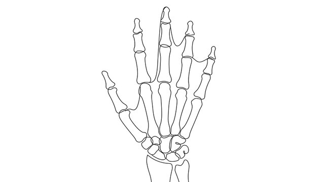 Human skeleton hand white background.