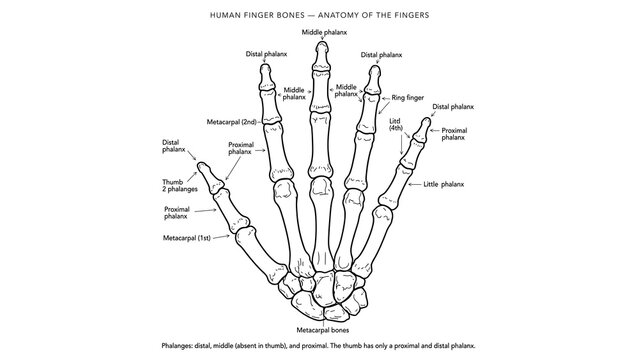 Human hand skeleton white background.