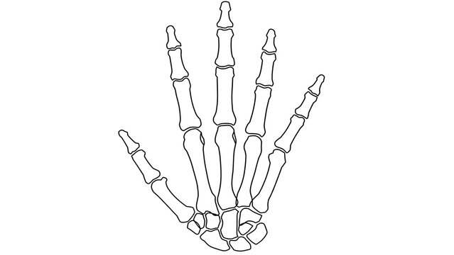 Human skeleton hand white background.