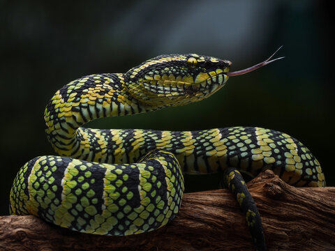 The green snake on black background.