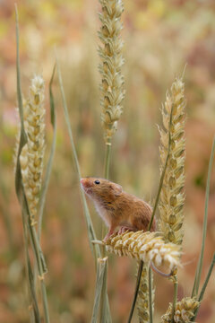 Harvest mouse Micromys minutus late summer wheat field