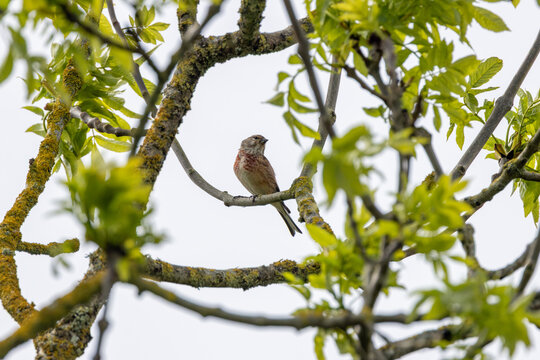 Male linnet perched on a lichen-covered branch