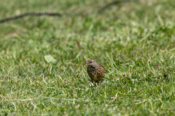 Obraz premium Linnet foraging on the ground