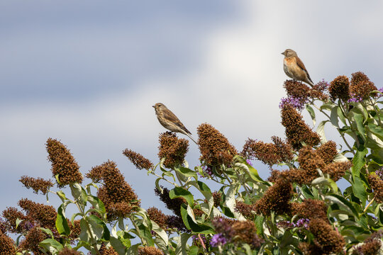 Two linnets perched on buddleia