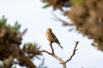 Obraz premium Male linnet perched on a branch