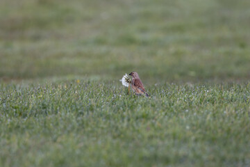 Fototapeta premium Linnet feeding at a dandelion seed head